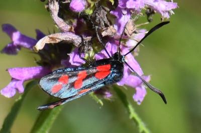 <i>Zygaena filipendulae</i>