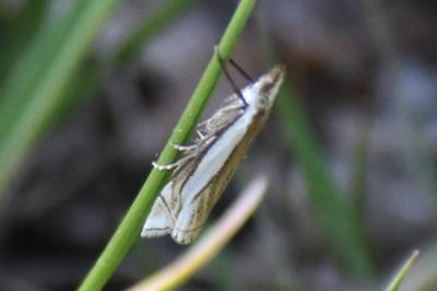 <i>Crambus pascuella</i>