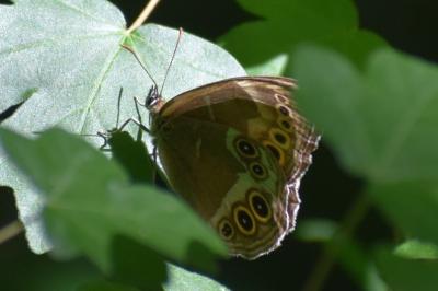 <i>Lopinga achine</i>