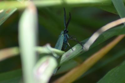 <i>Jordanita globulariae</i>