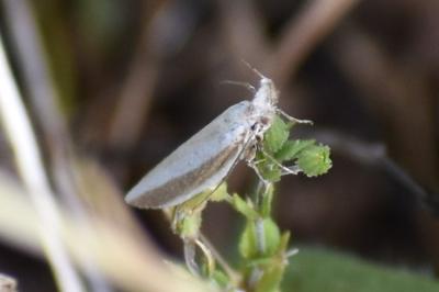 <i>Pleurota aristella</i>
