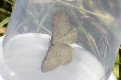 <i>Idaea humiliata</i>