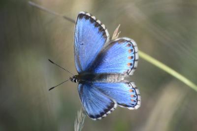 <i>Lysandra bellargus</i>