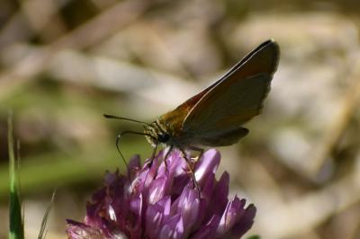 <i>Thymelicus sylvestris</i>