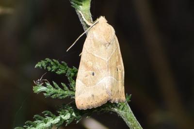 <i>Cosmia trapezina</i>