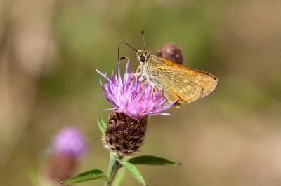 <i>Ochlodes sylvanus</i>