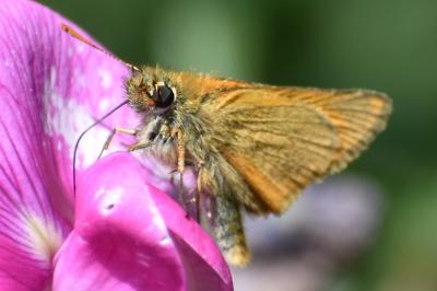 <i>Thymelicus sylvestris</i>