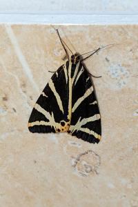 <i>Euplagia quadripunctaria</i>