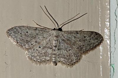 <i>Idaea seriata</i>