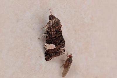 <i>Tyta luctuosa</i>
