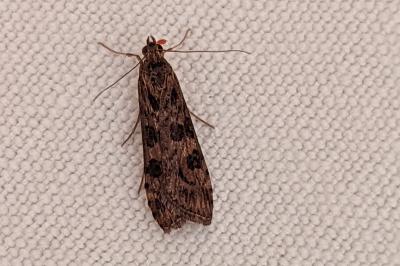 <i>Nomophila noctuella</i>