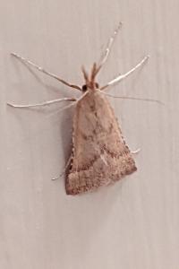 <i>Synaphe punctalis</i>