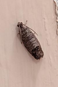 <i>Cydia pomonella</i>