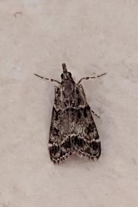 <i>Eudonia mercurella</i>
