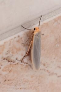 <i>Eilema caniola</i>