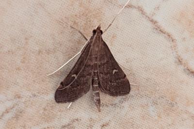 <i>Dolicharthria punctalis</i>