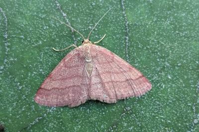 <i>Scopula rubiginata</i>