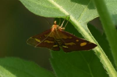 <i>Pyrausta purpuralis</i>