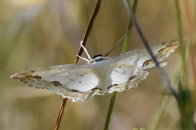 <i>Scopula ornata</i>