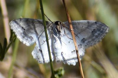 <i>Scopula ornata</i>