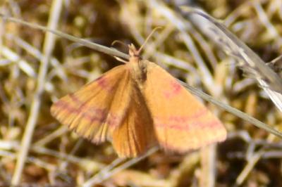 <i>Lythria cruentaria</i>