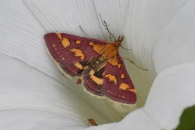 <i>Pyrausta purpuralis</i>