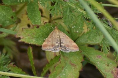 <i>Pyrausta despicata</i>