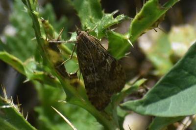 <i>Nomophila noctuella</i>