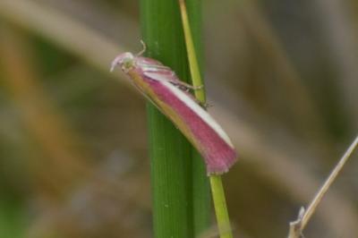 <i>Oncocera semirubella</i>