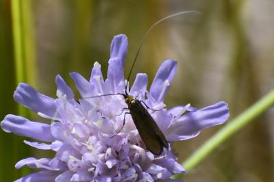 <i>Nemophora metallica</i>