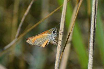 <i>Thymelicus lineola</i>