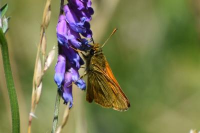 <i>Ochlodes sylvanus</i>