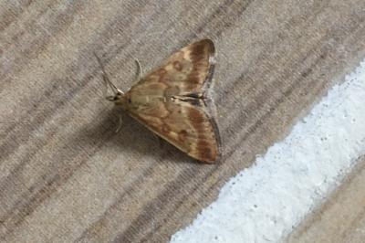 <i>Pyrausta despicata</i>