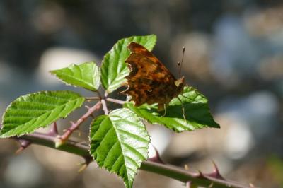 <i>Polygonia c-album</i>