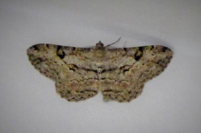 <i>Peribatodes rhomboidaria</i>