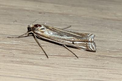 <i>Ancylolomia tentaculella</i>