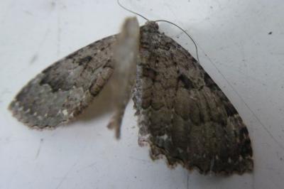 <i>Triphosa dubitata</i>