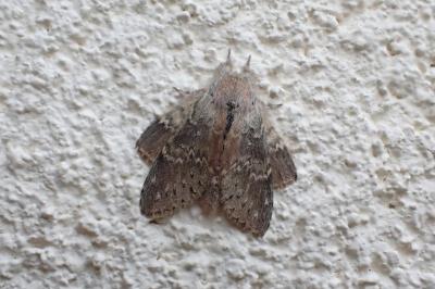 <i>Stauropus fagi</i>