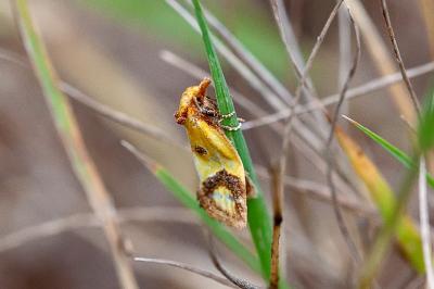 <i>Agapeta zoegana</i>