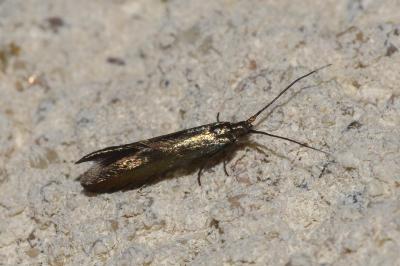 <i>Coleophora alcyonipennella</i>