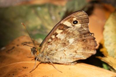 <i>Pararge aegeria</i>