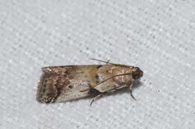 <i>Acrobasis fallouella/glaucella</i>