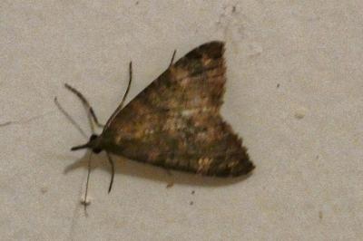 <i>Hypena obsitalis</i>