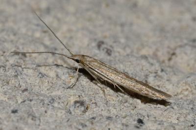 <i>Coleophora</i>
