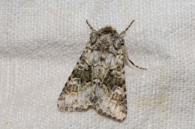 <i>Hecatera bicolorata</i>
