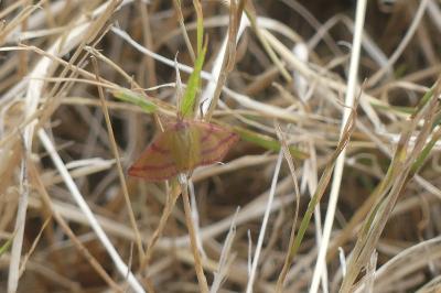 <i>Lythria purpuraria</i>