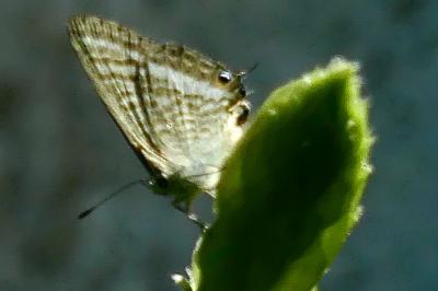 <i>Lampides boeticus</i>
