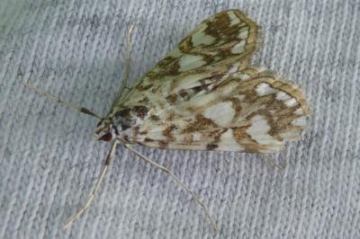 <i>Elophila nymphaeata</i>