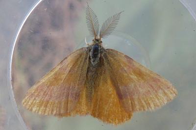 <i>Lythria cruentaria</i>