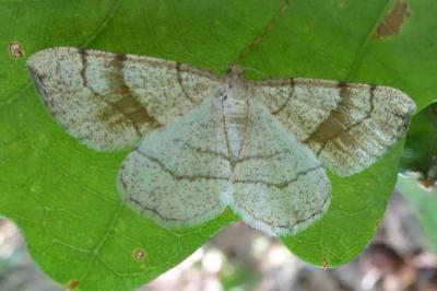 <i>Adactylotis contaminaria</i>